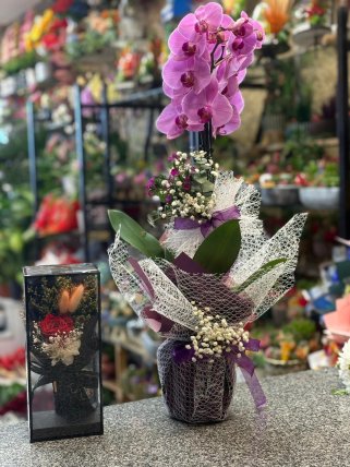 Mor Orkide ve Kutuda Çiçek