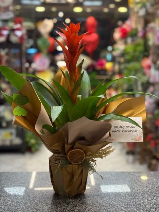 Egzotik Guzmania