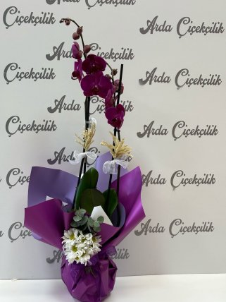 2Lİ Orkide Aranjmanı