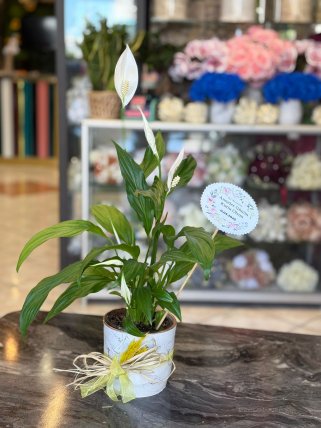 SERAMİKTE SPATİFİLYUM