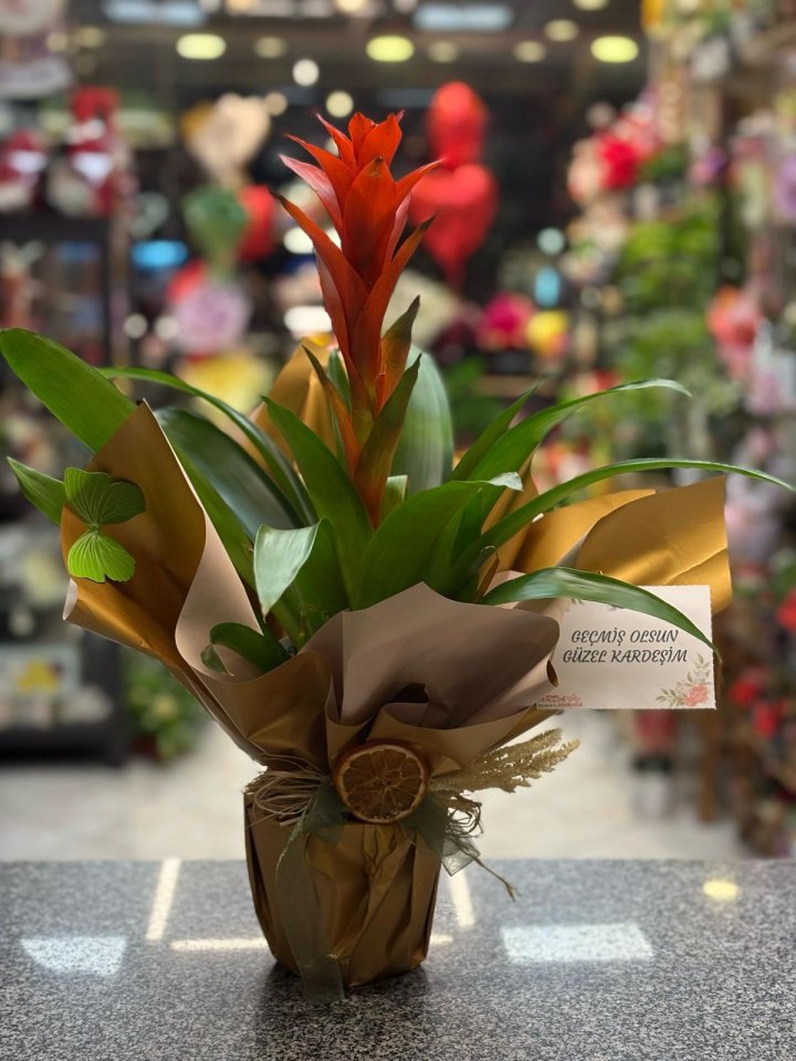Egzotik Guzmania