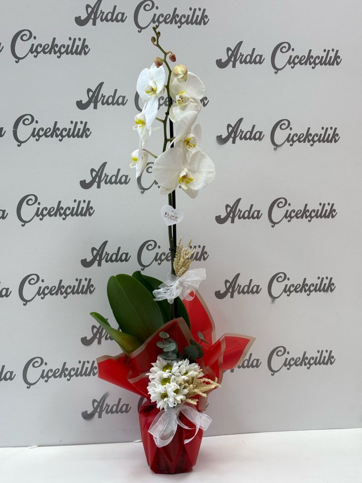 Tek Dal Beyaz Orkide