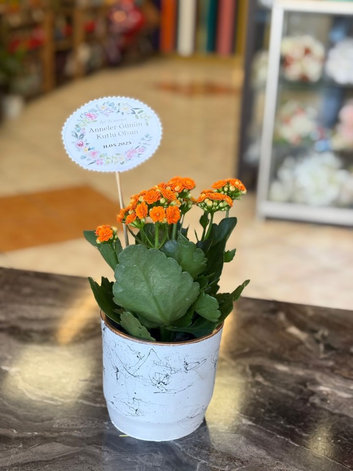 ANNEME ÖZEL KALANŞO 